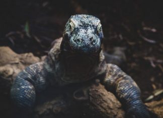 Pulau Komodo: Destinasi Yang Harus Dikunjungi Setidaknya Sekali Seumur Hidup!